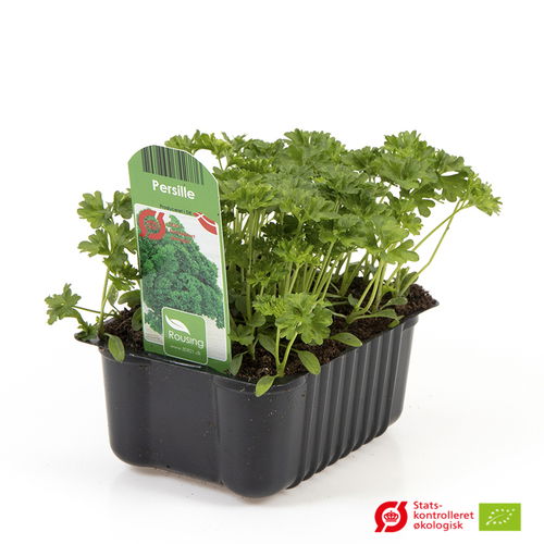 Boxed parsley