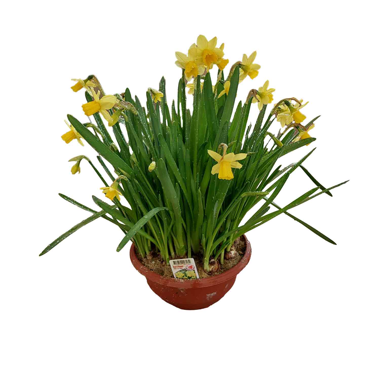 Mini Daffodil TETE A TETE 20 cm. Bowl