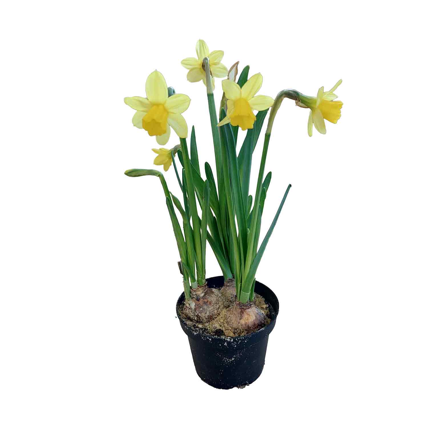 Mini Daffodil TETE A TETE 9 cm. Pot 