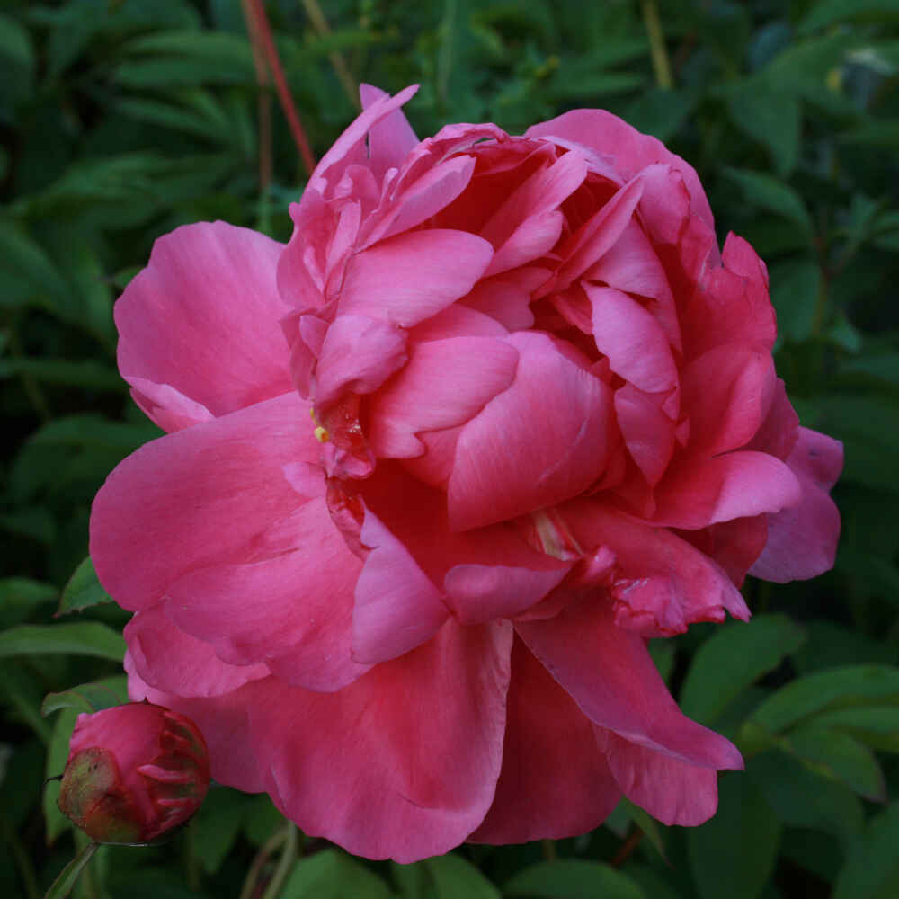 Silk peony - Paeonia lactiflora 'Gilbert Barthelot'