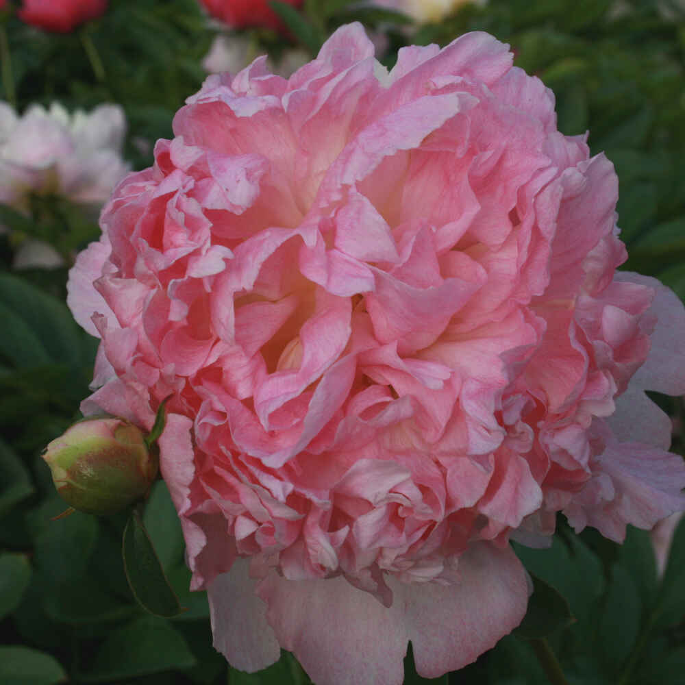 Sidenpion - Paeonia lactiflora 'Raspberry Sundae'