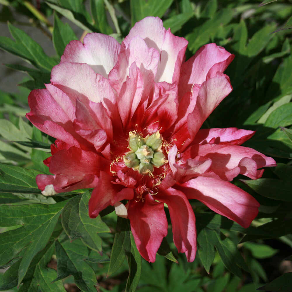 Peony Itoh hybrid - Paeonia 'Hillary'