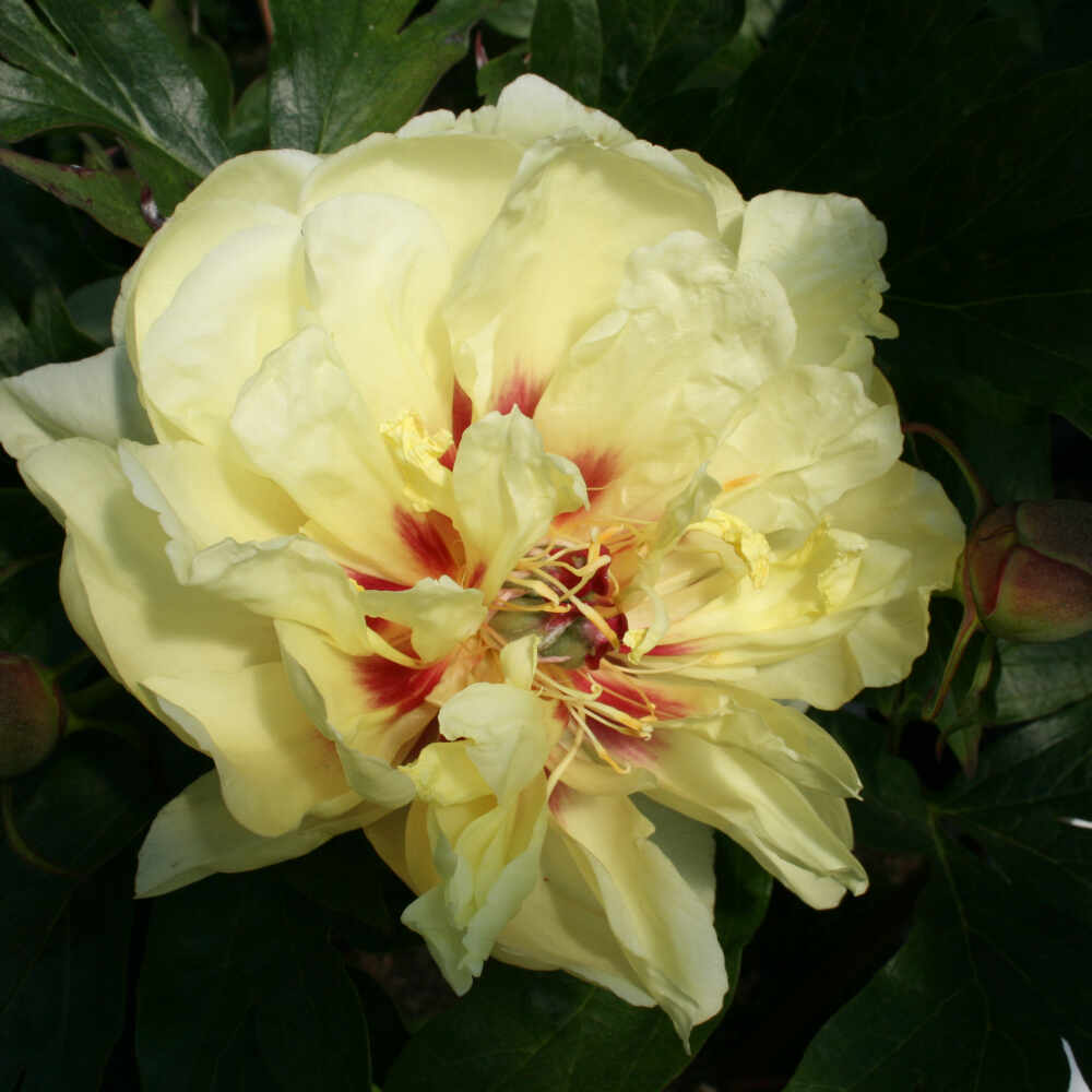 Pæon Itoh-hybrid - Paeonia 'Yellow Waterlily'