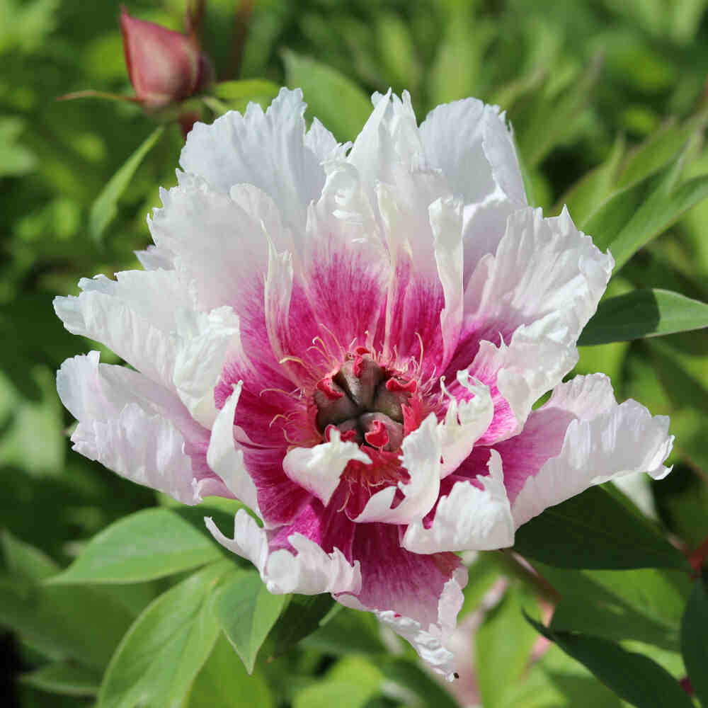 Paeonia Itoh-hybrid 'Raggedy Ann'