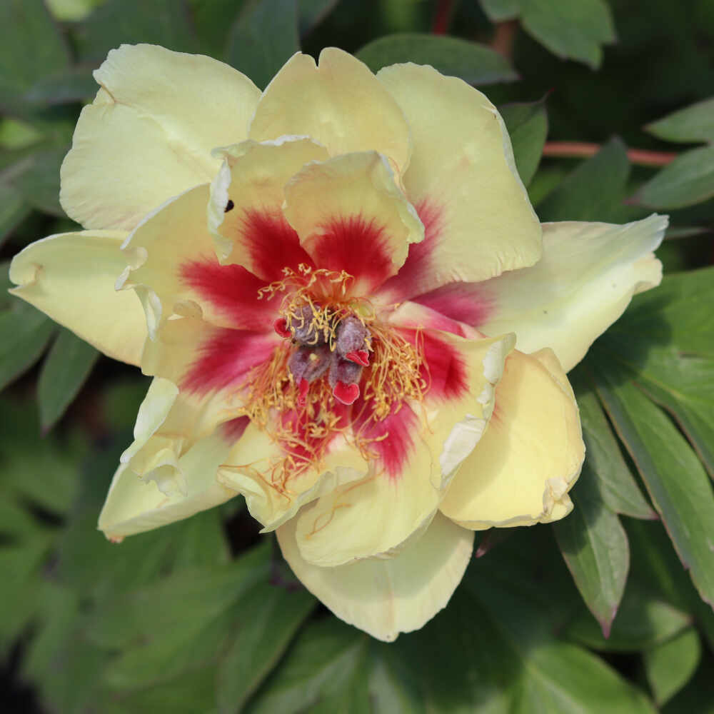 Paeonia itoh-hybrid 'Sonoma Apricot'