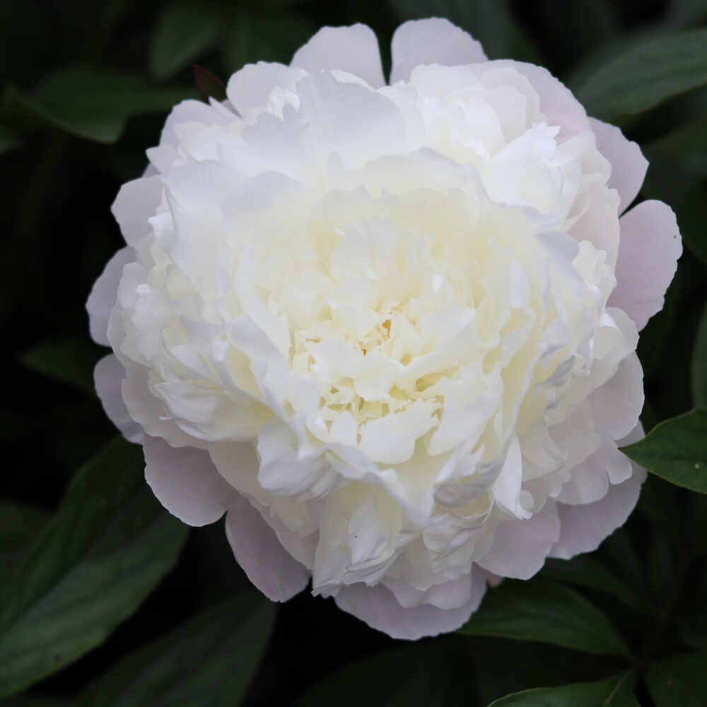 Paeonia lactiflora 'Florence Nicholls'