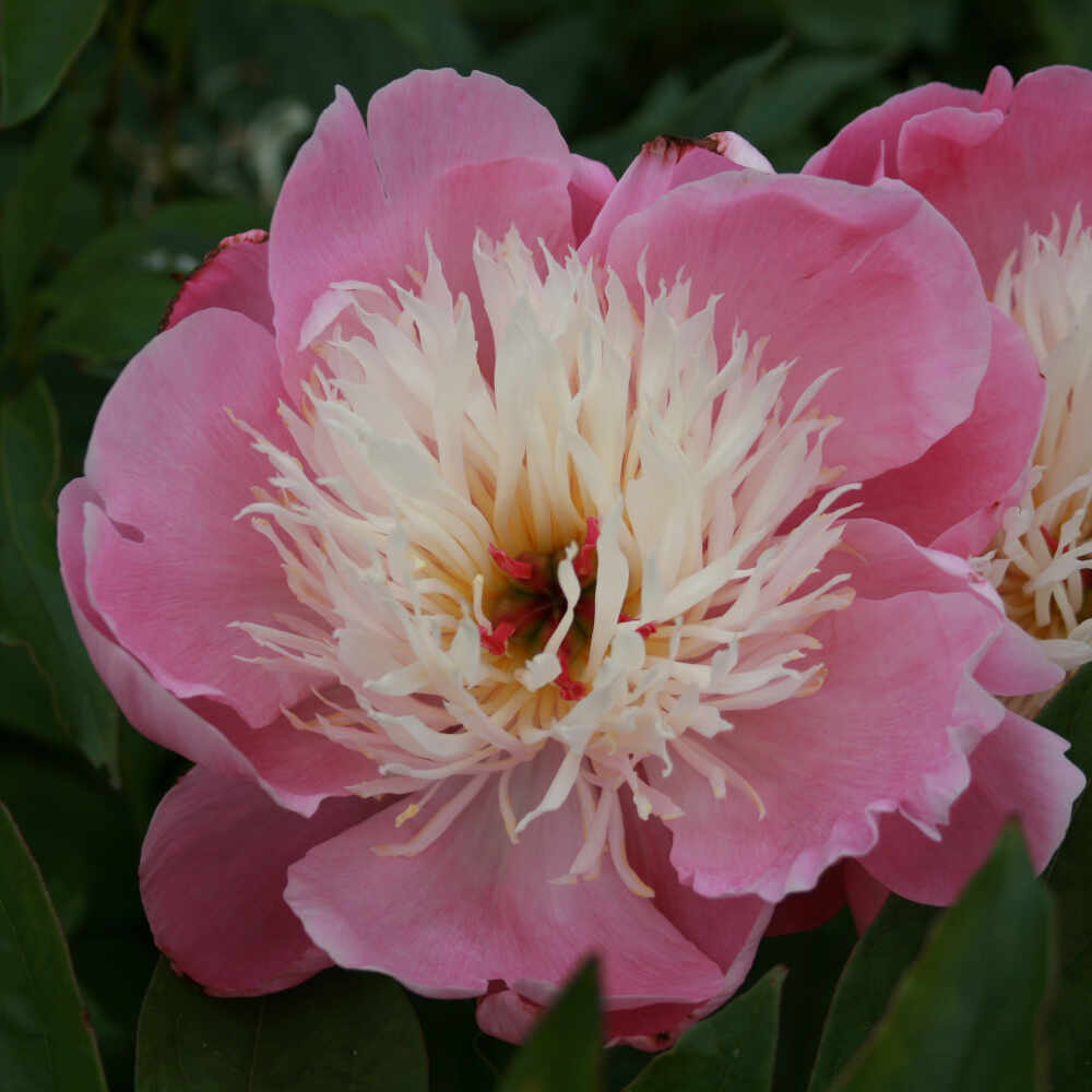 Silkepæon - Paeonia lactiflora 'Bowl of Beauty'