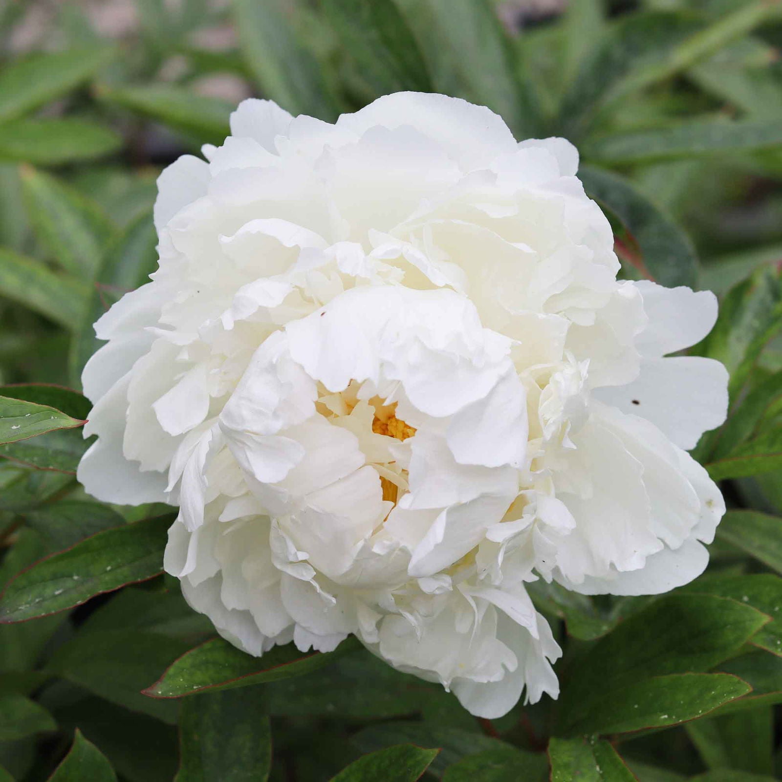 Silk peony - Paeonia lactiflora 'Bowl of Cream'