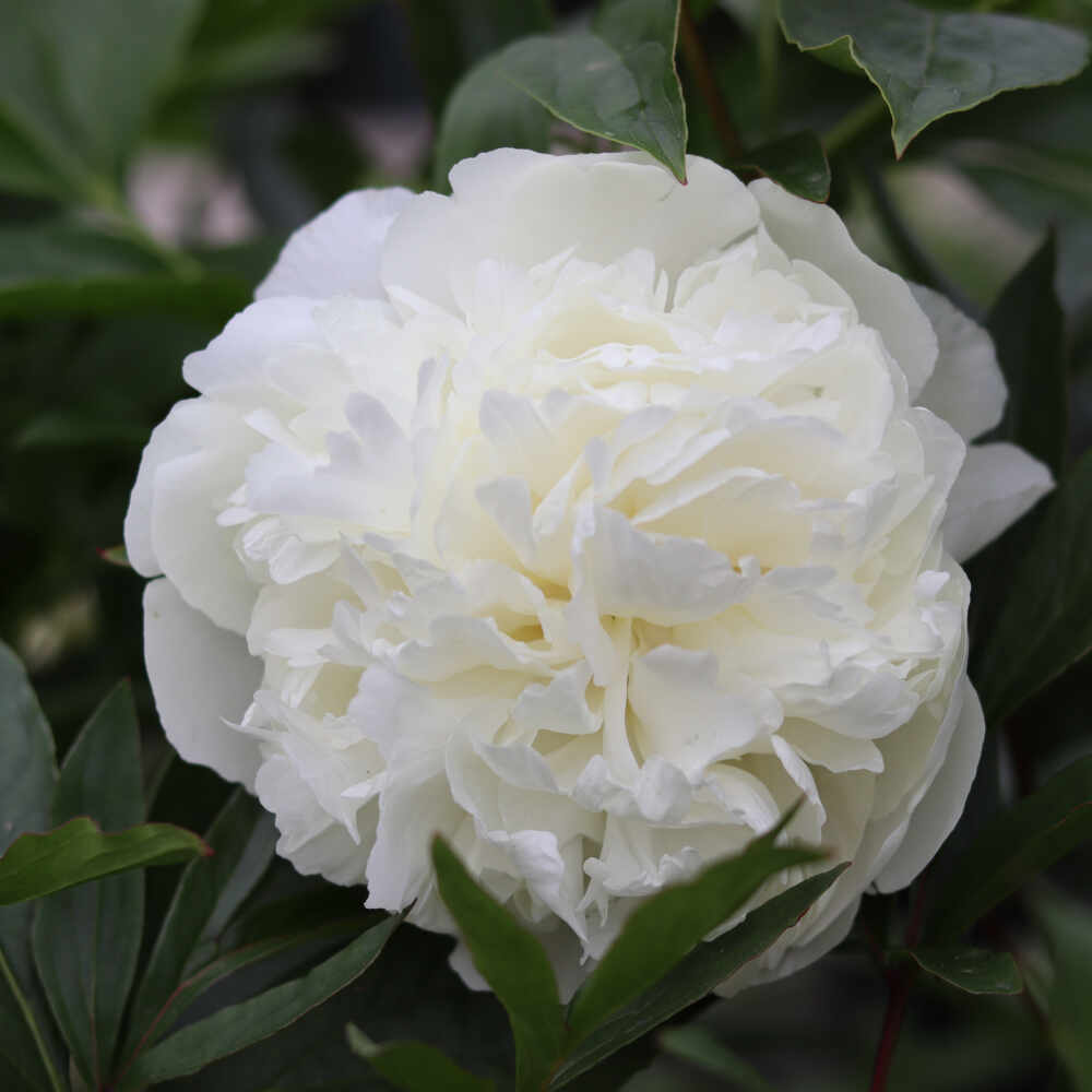 Silk Peony - Paeonia lactiflora 'Bridal Gown'