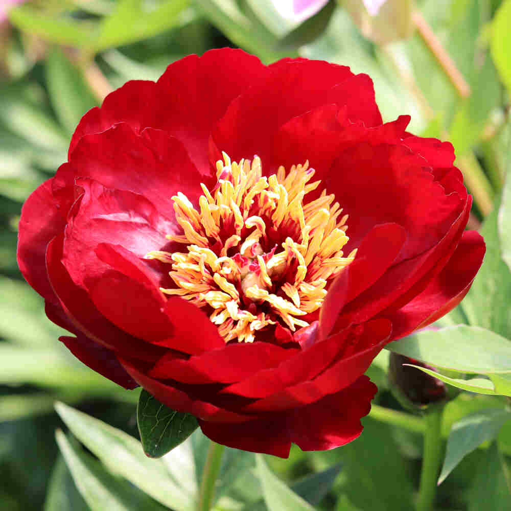 Silkepæon - Paeonia lactiflora 'Buckeye Belle'