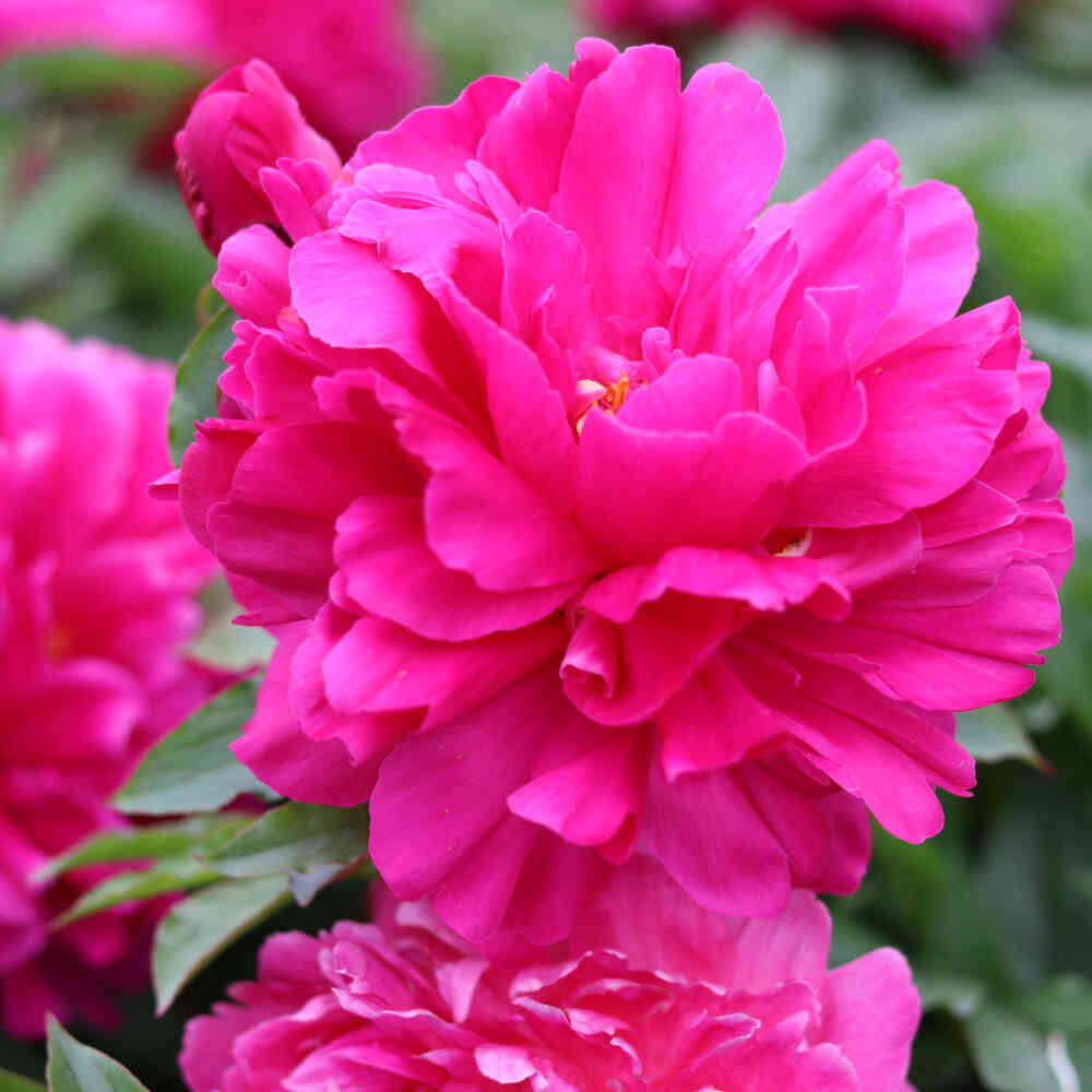 Silk Peony - Paeonia lactiflora 'Bunker Hill'