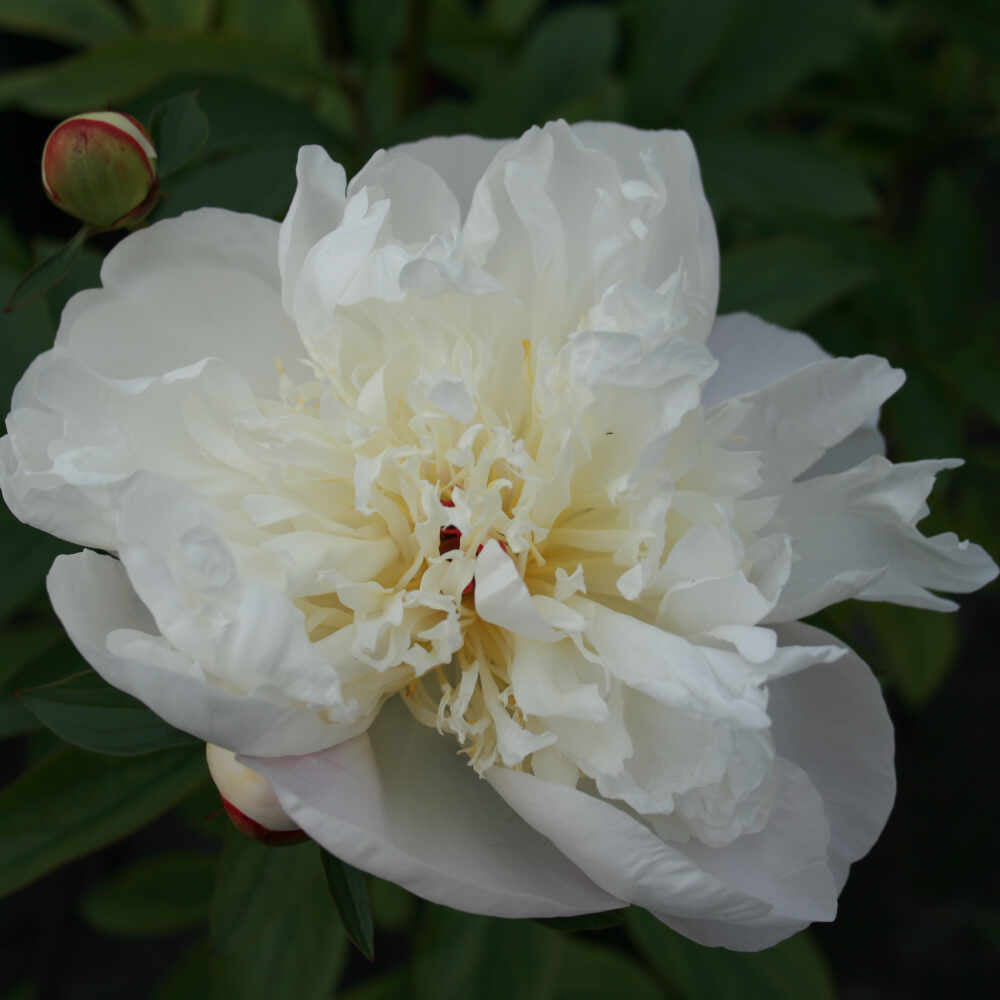 Silk peony - Paeonia lactiflora 'Catharina Fontijn'