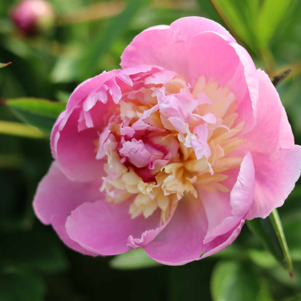 Silkepæon - Paeonia lactiflora 'Cytherea'