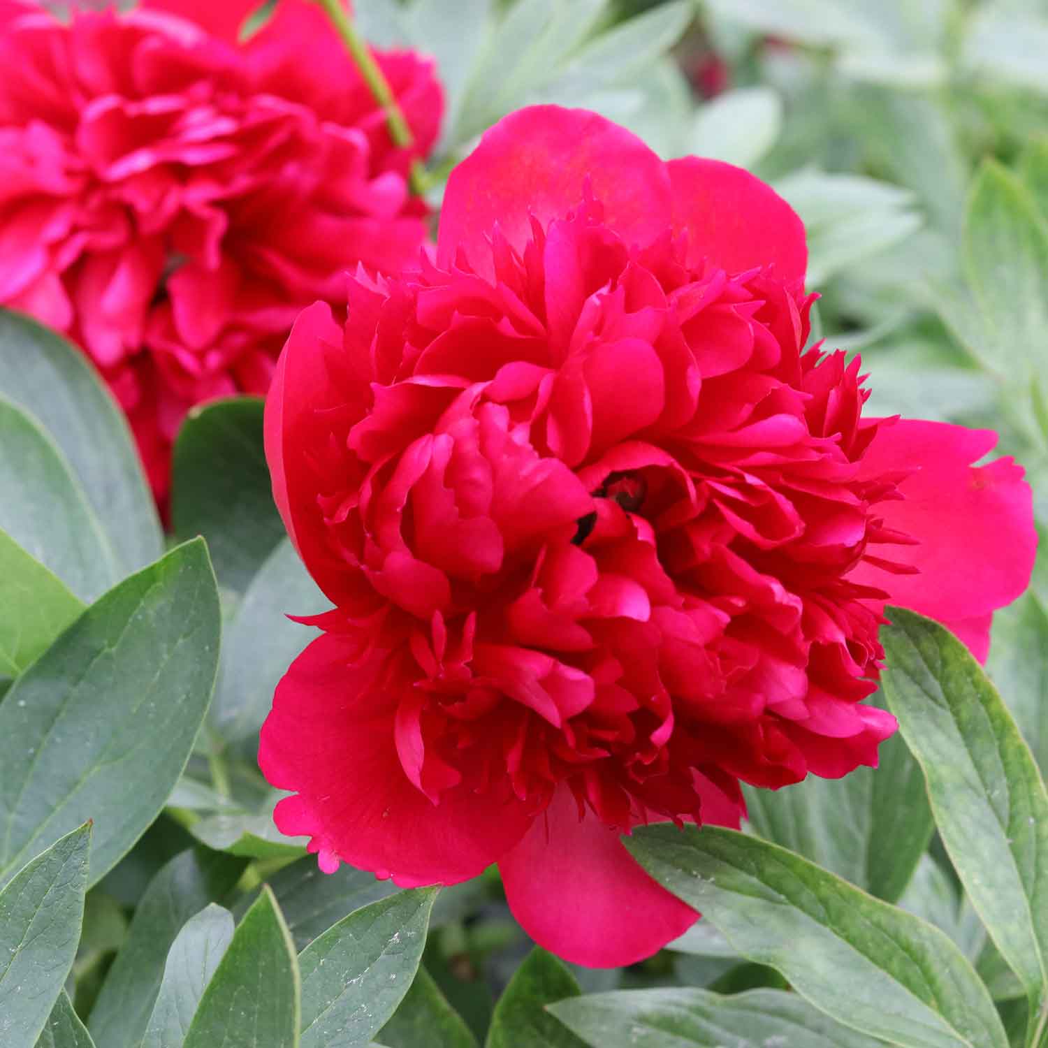 Paeonia lactiflora 'Diana Parks'