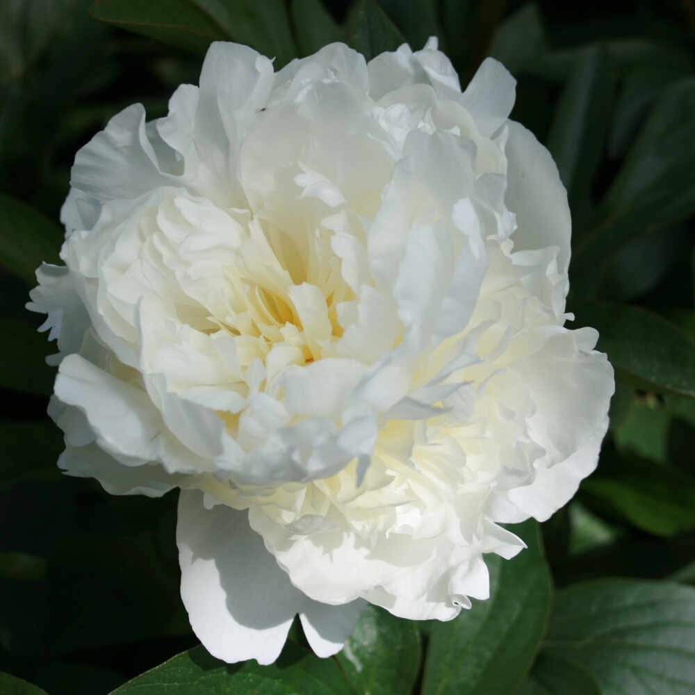 Silk peony - Paeonia lactiflora 'Duchesse De Nemours'