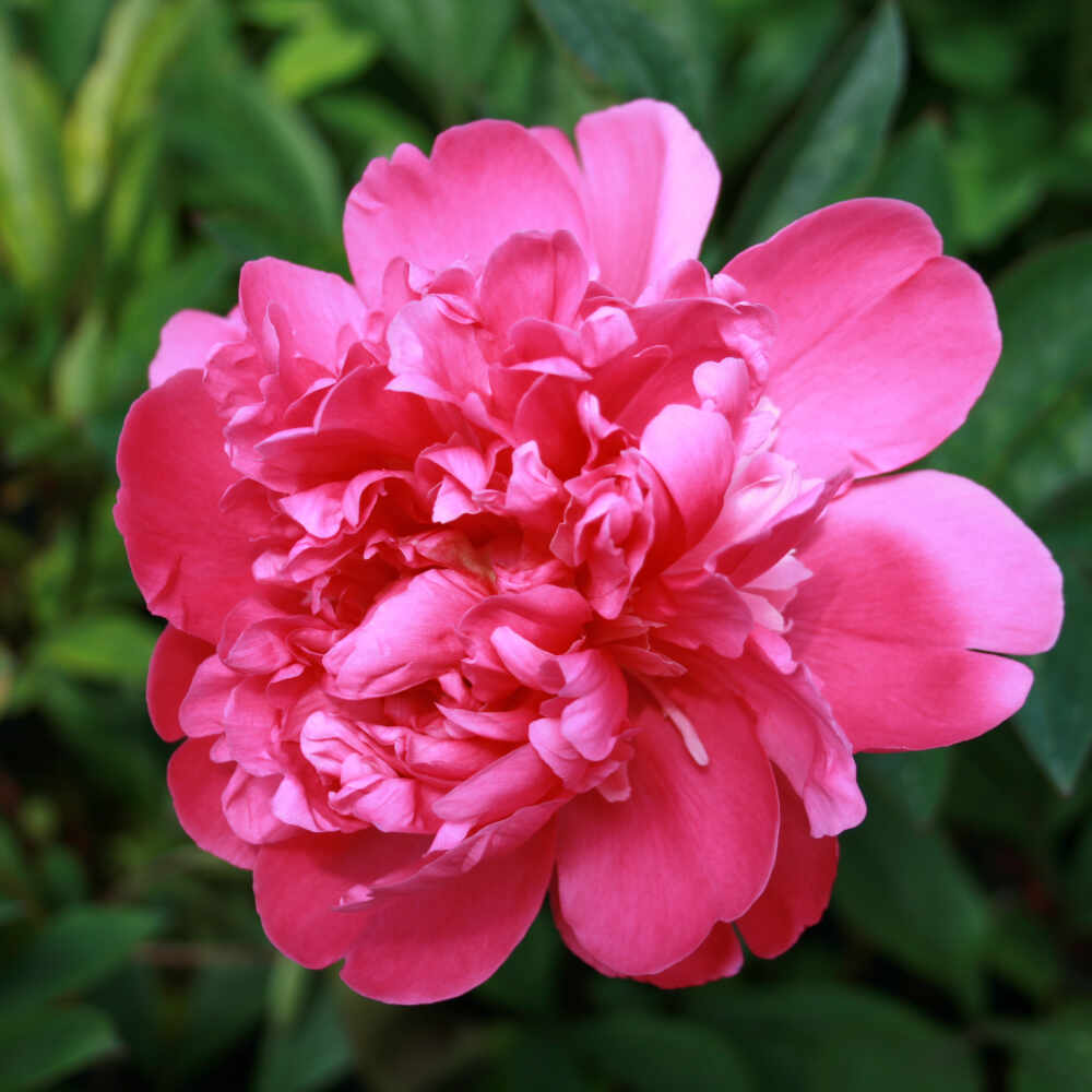 Silk peony - Paeonia lactiflora 'Edulis Superba'