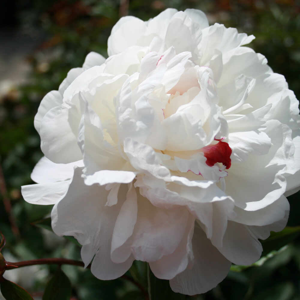 Silk peony - Paeonia lactiflora 'Festiva Maxima'