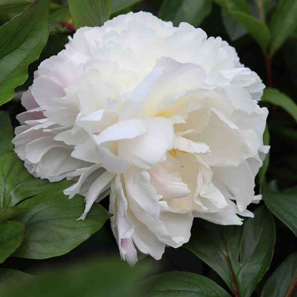 Silkepæon - Paeonia lactiflora 'Gardenia'