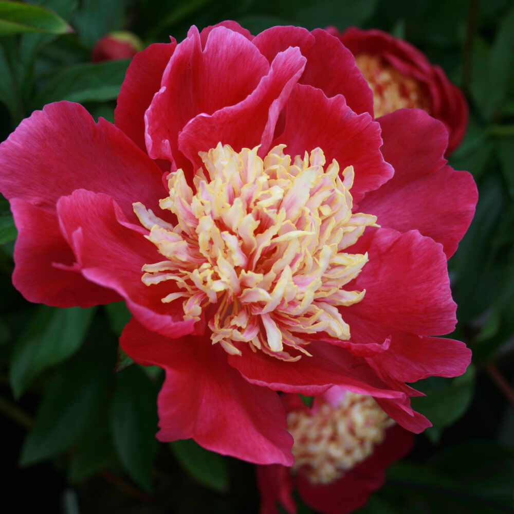 Sidenpion - Paeonia lactiflora 'Gay Paree'