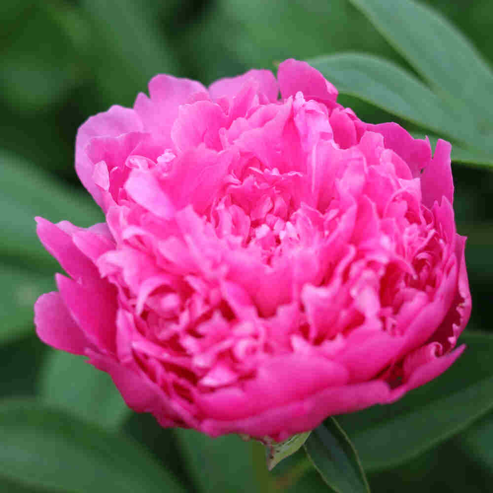 Paeonia lactiflora 'Helen Hayes'