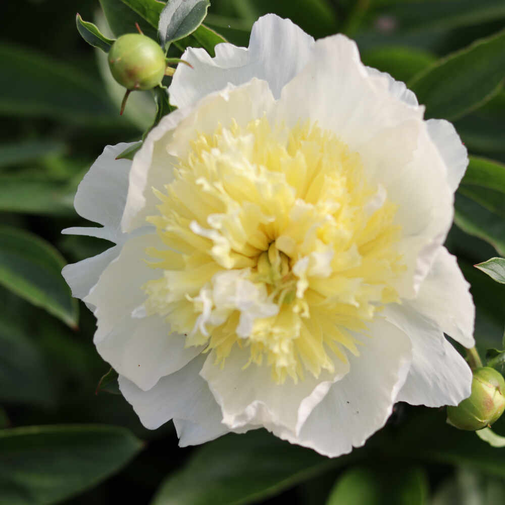 Silk peony - Paeonia lactiflora 'Honey gold'