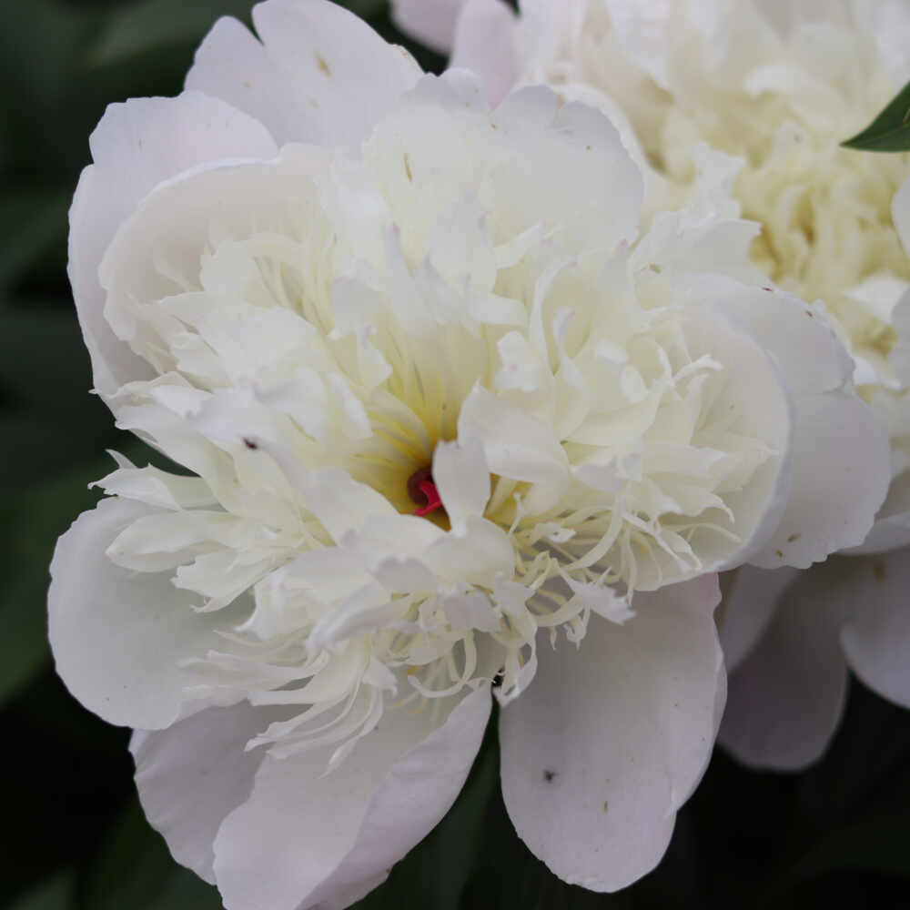 Silk peony - Paeonia lactiflora 'Immaculée'