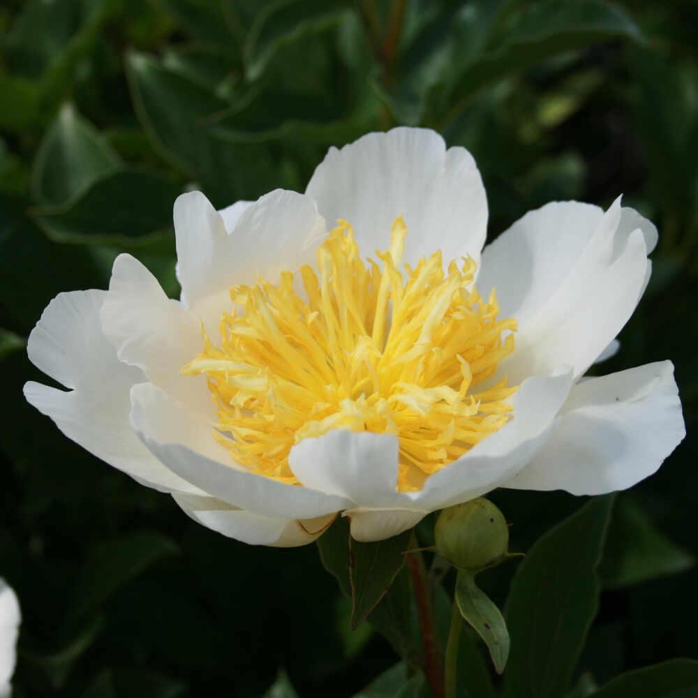 Silk peony - Paeonia lactiflora 'Jan Van Leeuwen'