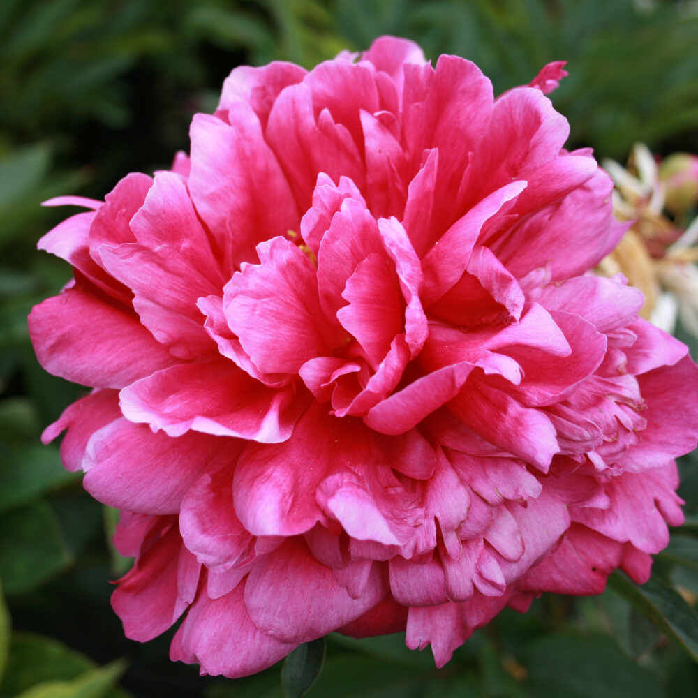 Silk Peony - Paeonia lactiflora 'Kansas'