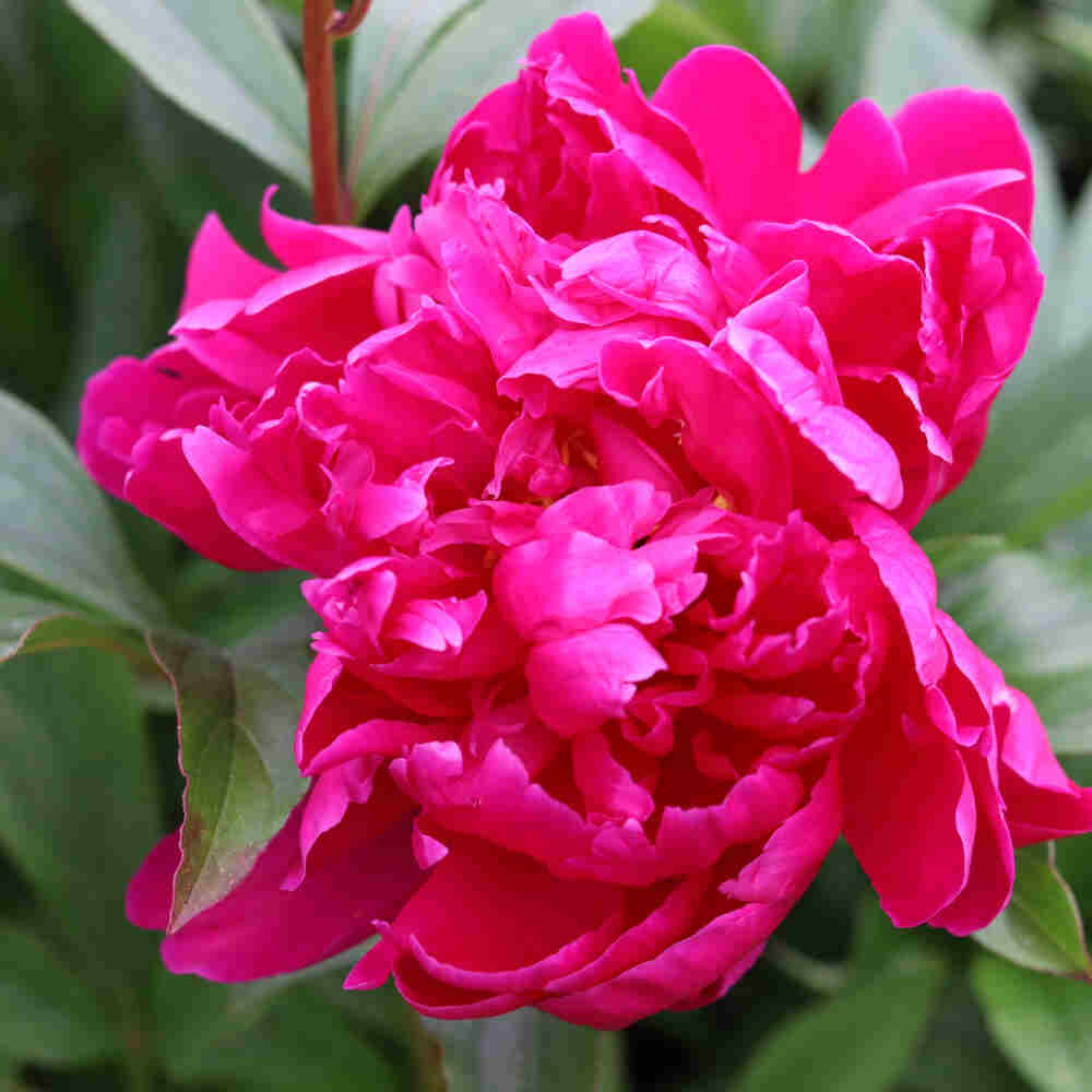 Silk peony - Paeonia lactiflora 'Karl Rosenfield'