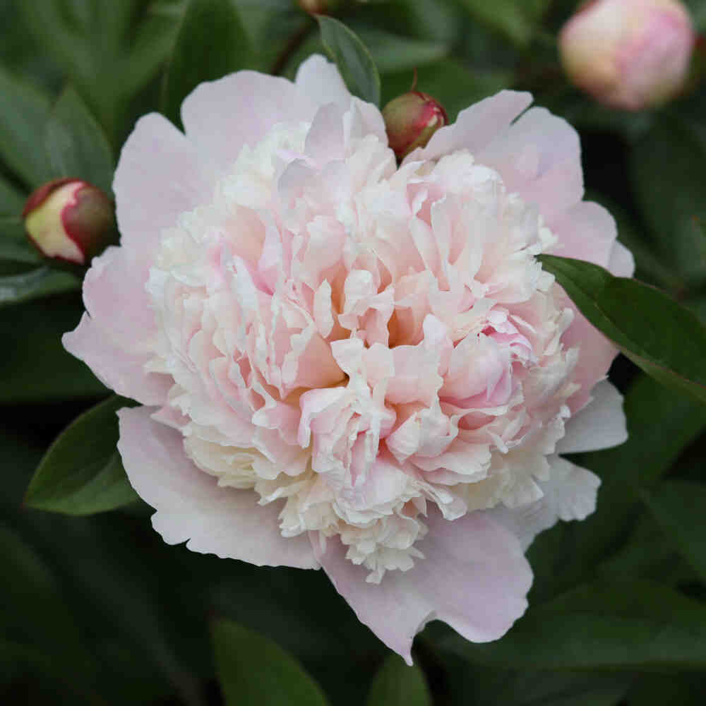 Silk peony - Paeonia lactiflora 'Madame Calot'