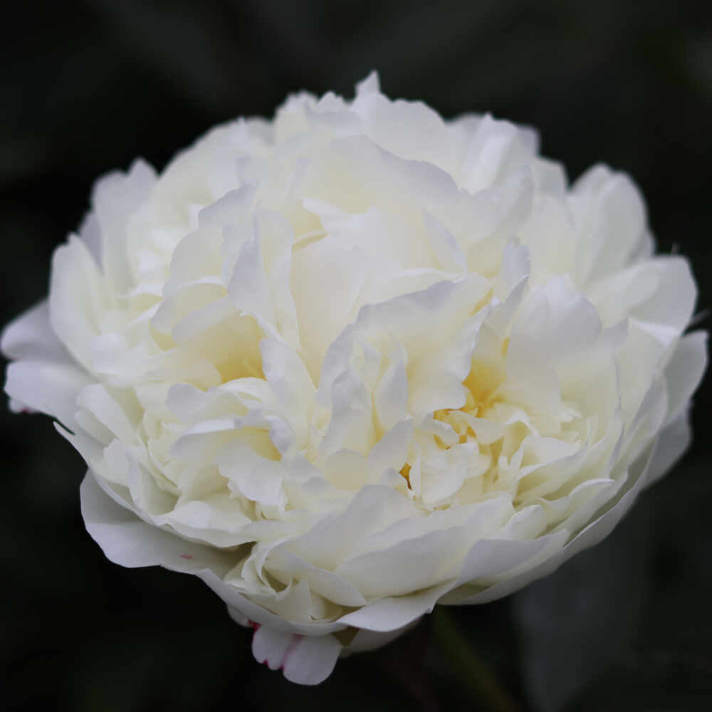 Silk peony - Paeonia lactiflora 'Marie Lemoine'