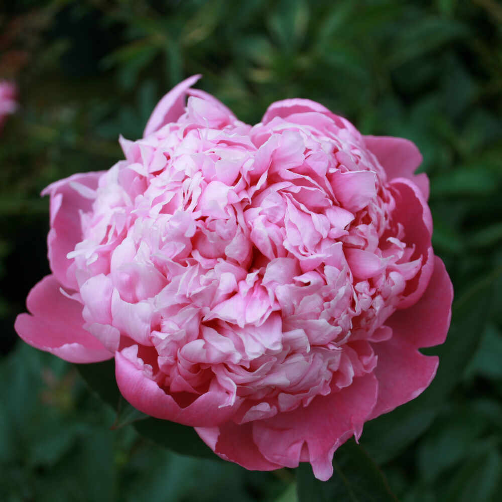 Silk peony - Paeonia lactiflora 'Monsieur Jules Elie'