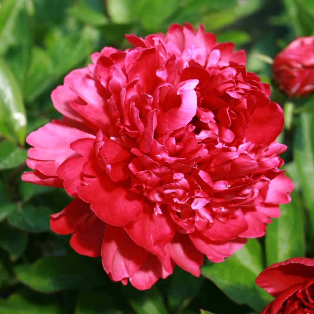 Silk peony - Paeonia lactiflora 'Paul M. Wild'