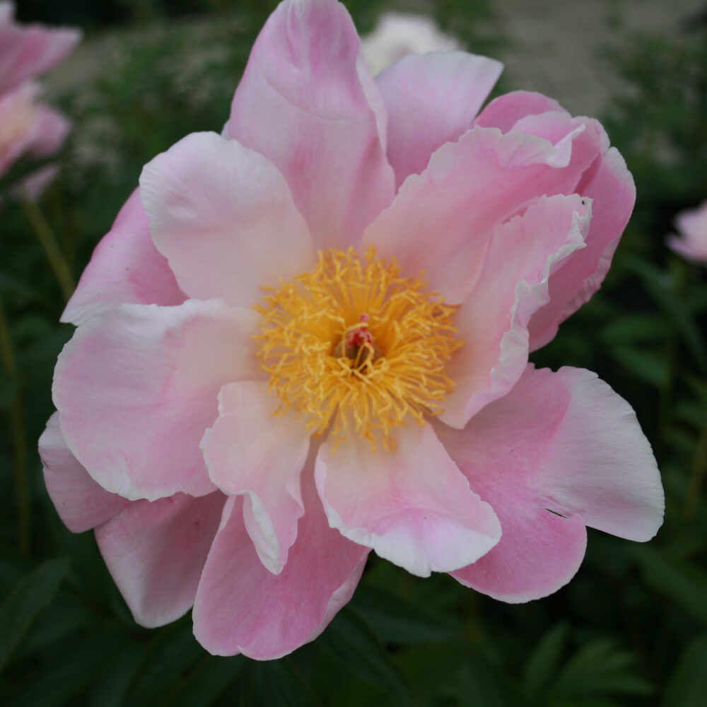 Silk peony - Paeonia lactiflora 'Sea Shell'