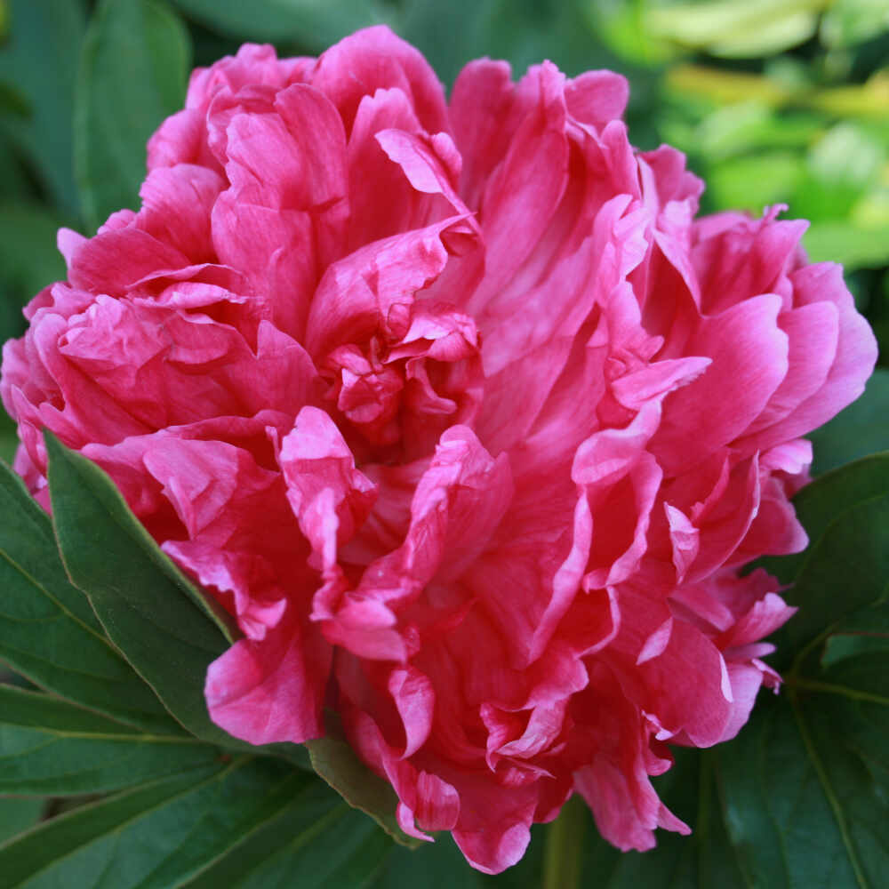 Silk peony - Paeonia lactiflora 'Sebastian Maas'