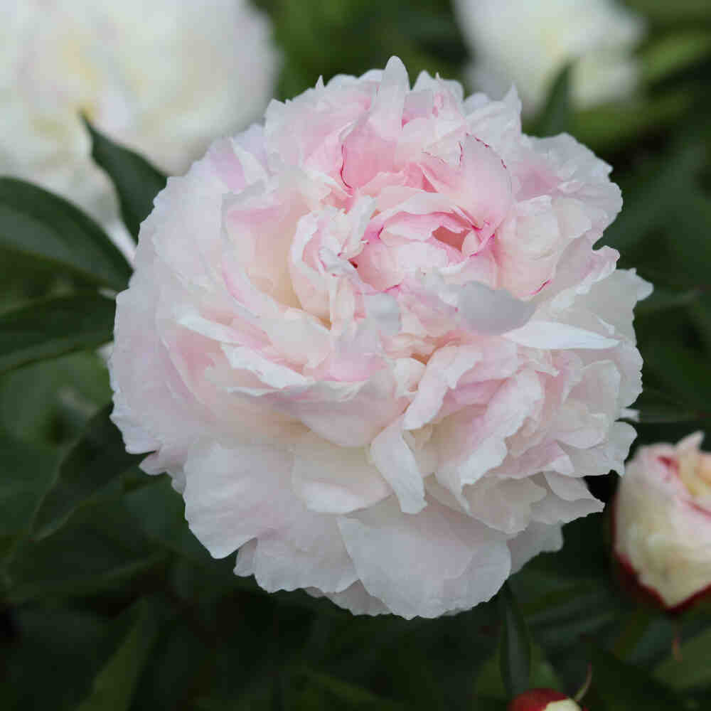 Silk peony - Paeonia lactiflora 'Shirley Temple'