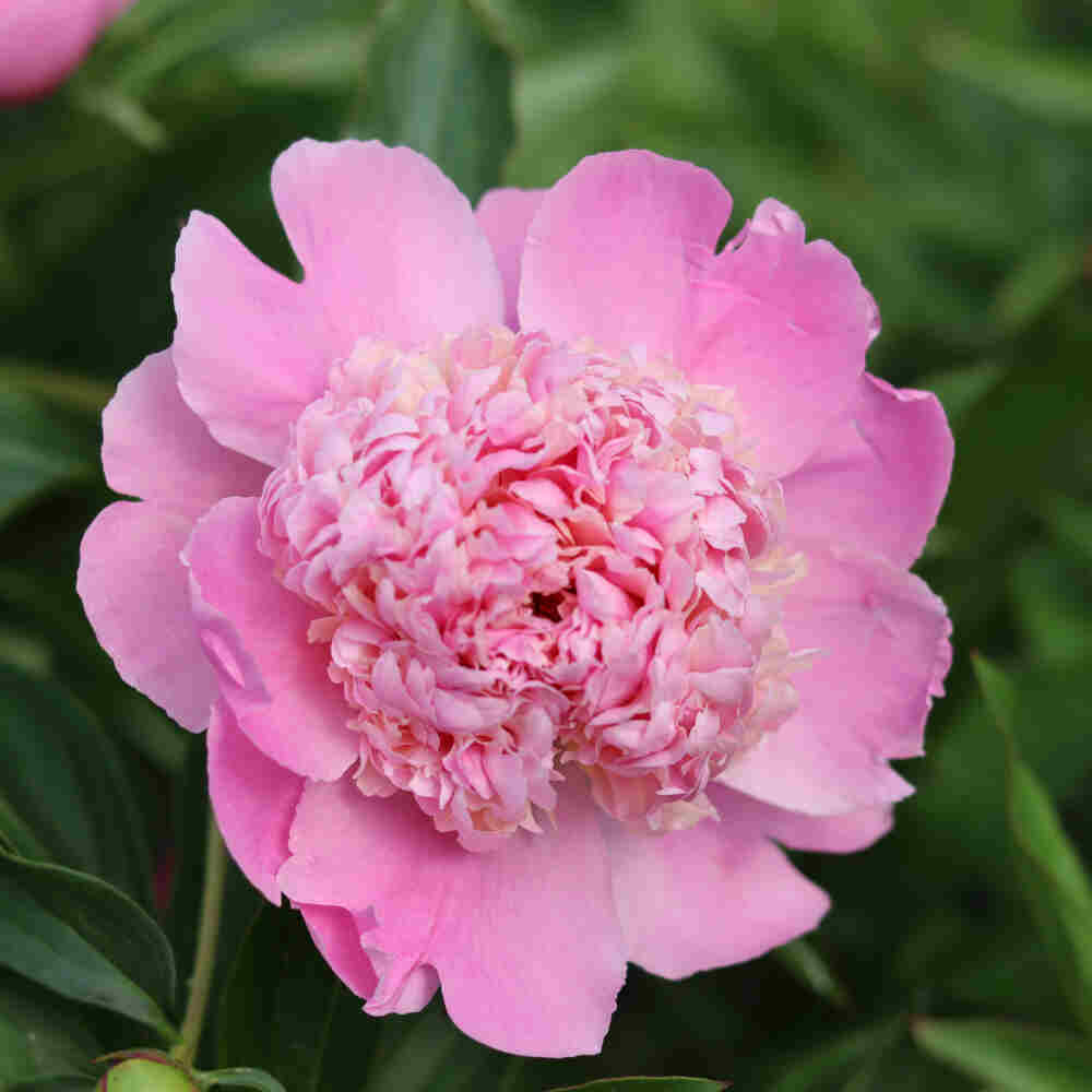 Silk peony - Paeonia lactiflora 'Sorbet'