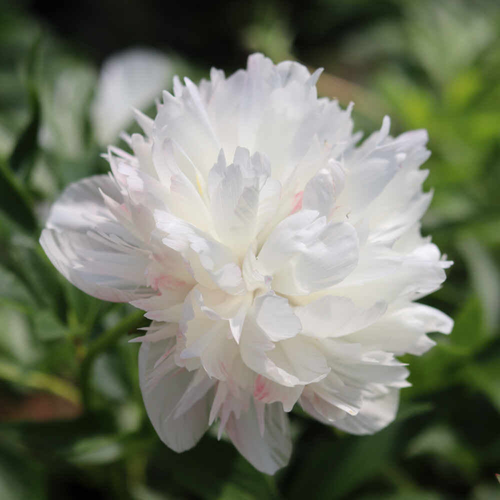 Bonderose - Paeonia officinalis 'Alba Plaena'