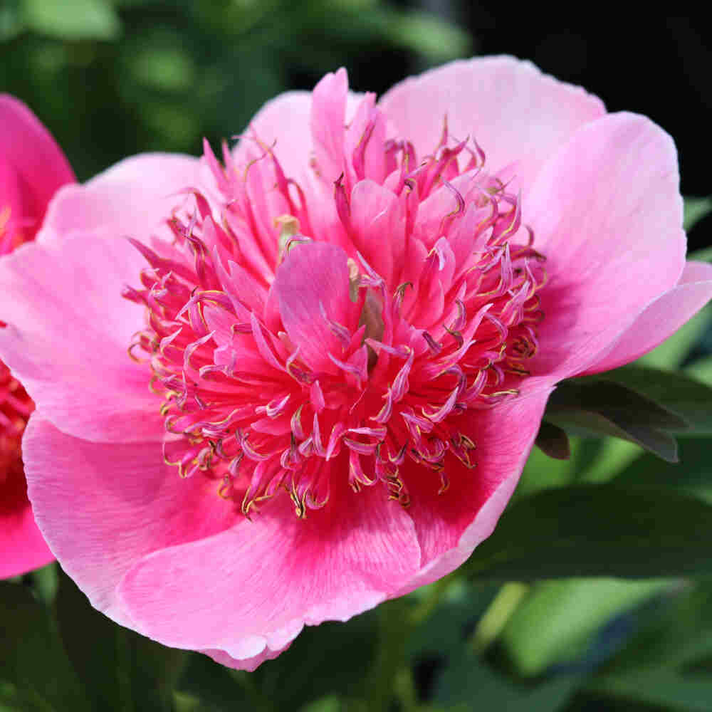 Bonderose - Paeonia officinalis 'Anemoniflora'