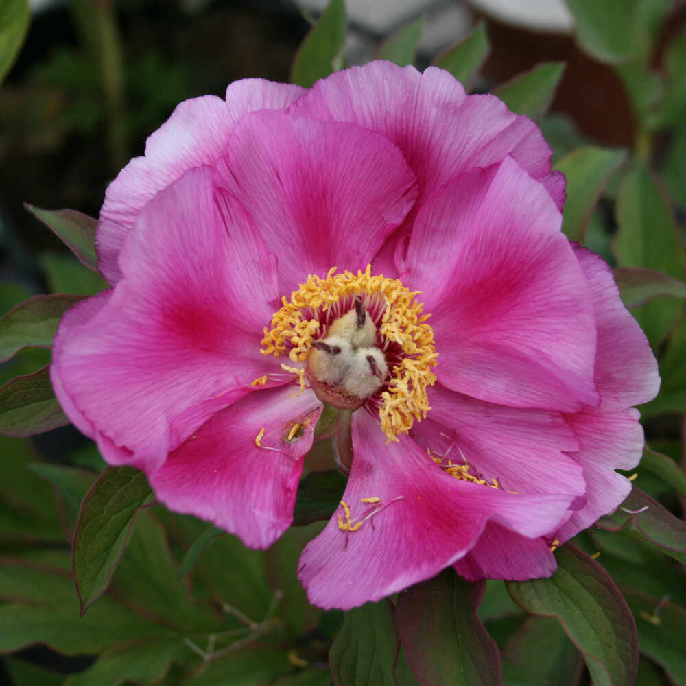 Paeonia officinalis 'Mollis'