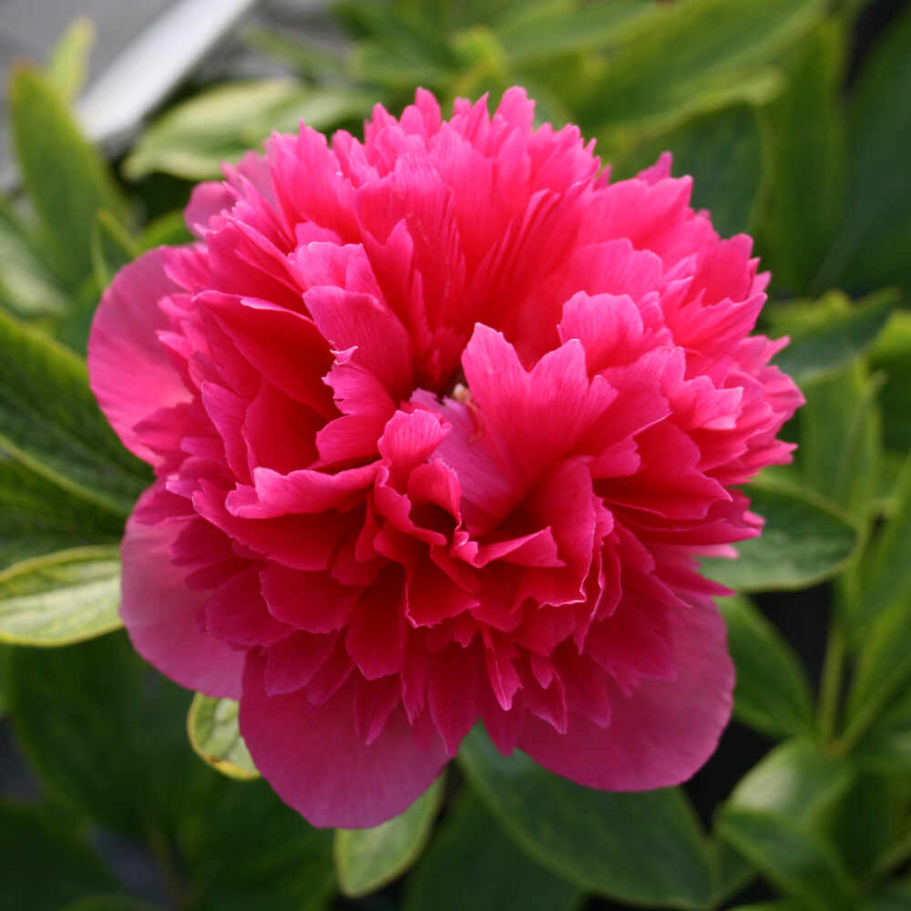 Bonderose - Paeonia officinalis 'Rosea Plena'