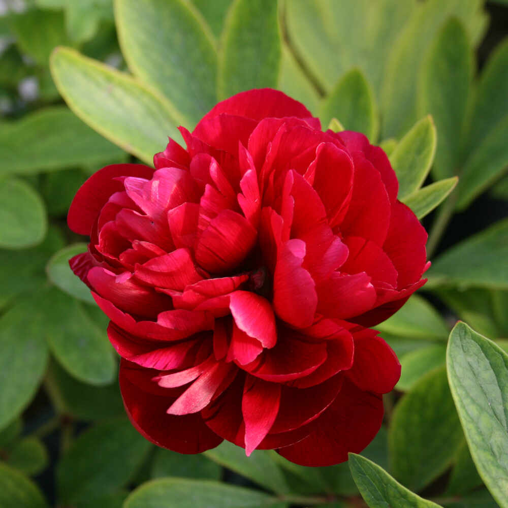 Bonderose - Paeonia officinalis 'Rubra Plena'