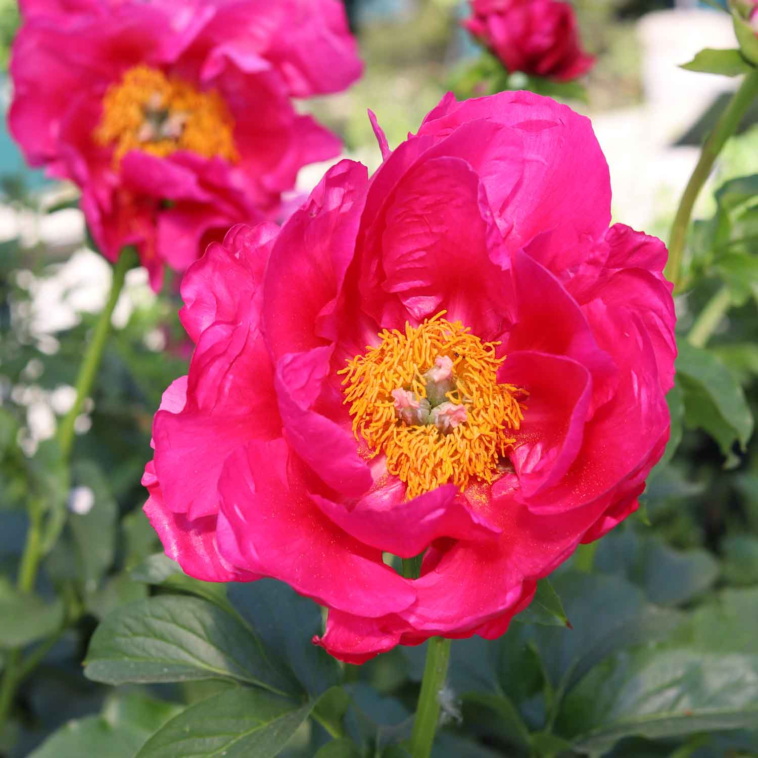 Paeonia lactiflora 'Paula Fay'