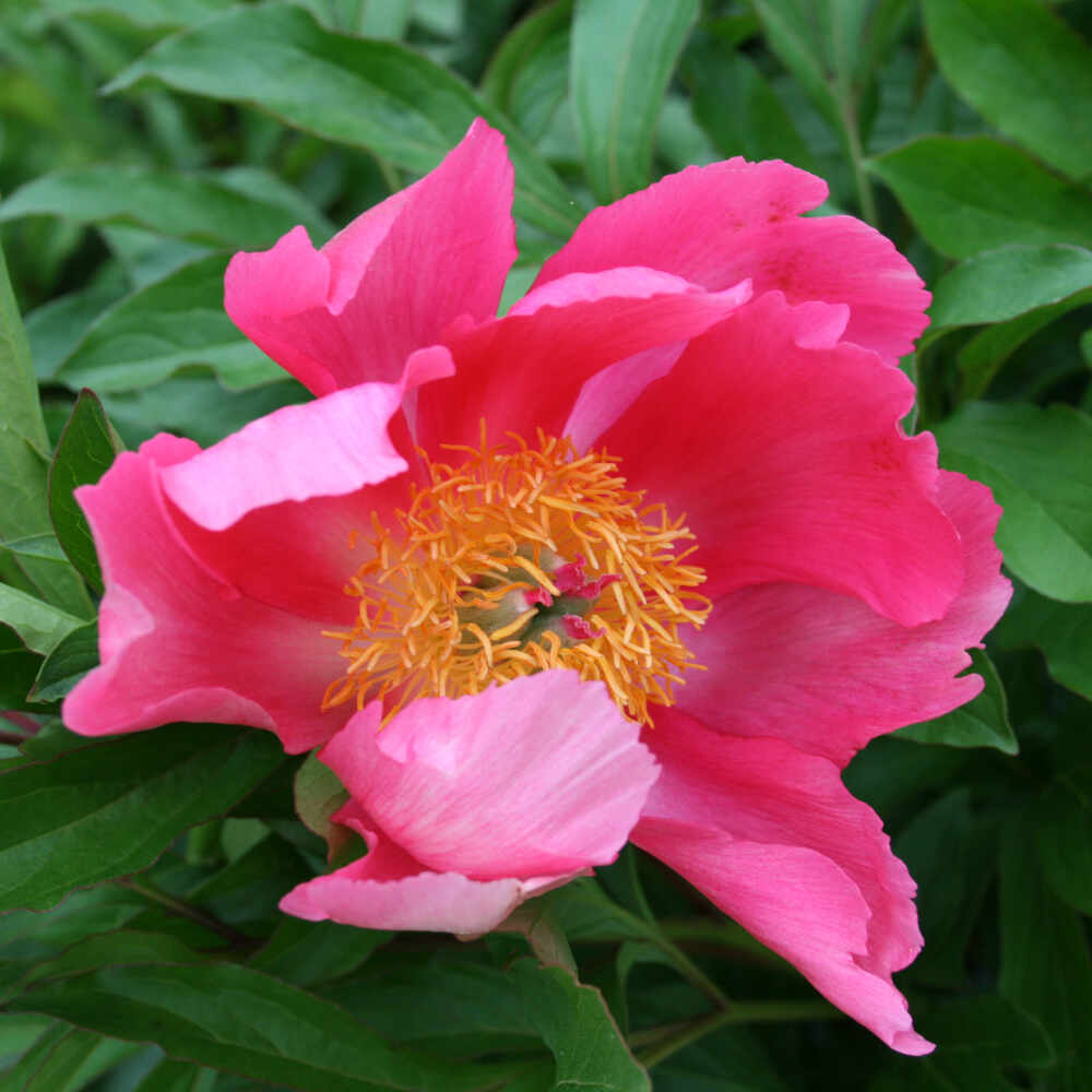 Silk peony - Paeonia peragrina 'Flame'