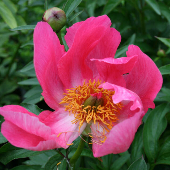 Silk peony - Paeonia peregrina 'Otto Froebel'