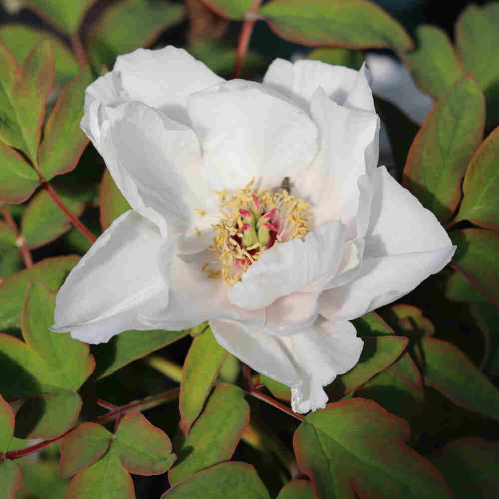 Paeonia suffruticosa, white