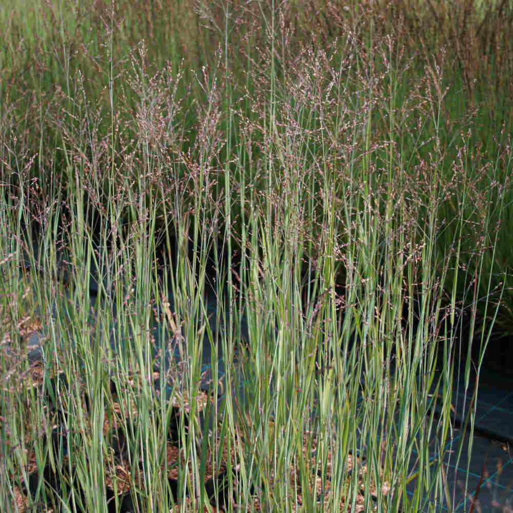 PANICUM virgatum Heavy Metal 1 L Pot