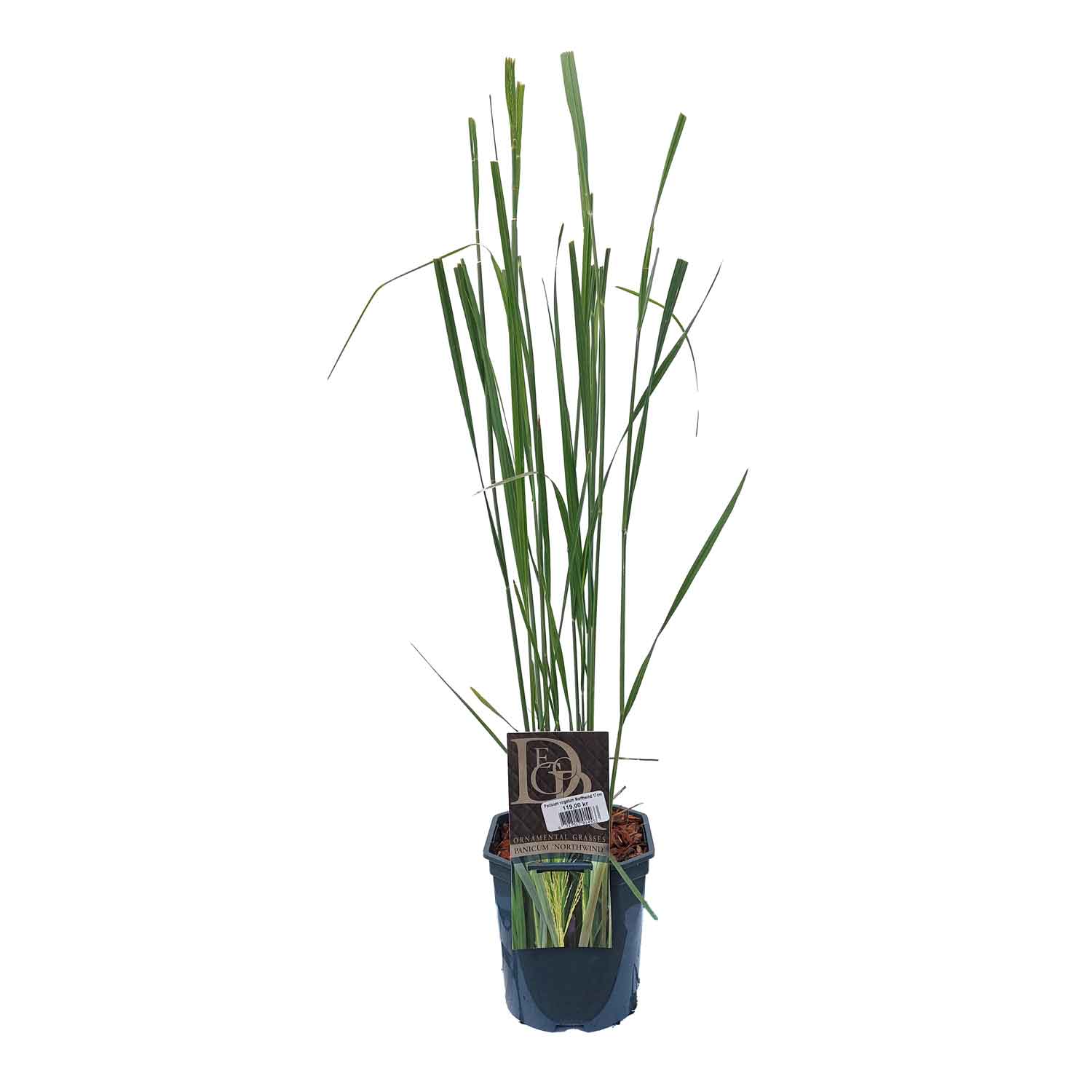 Panicum virgatum Northwind 17cm