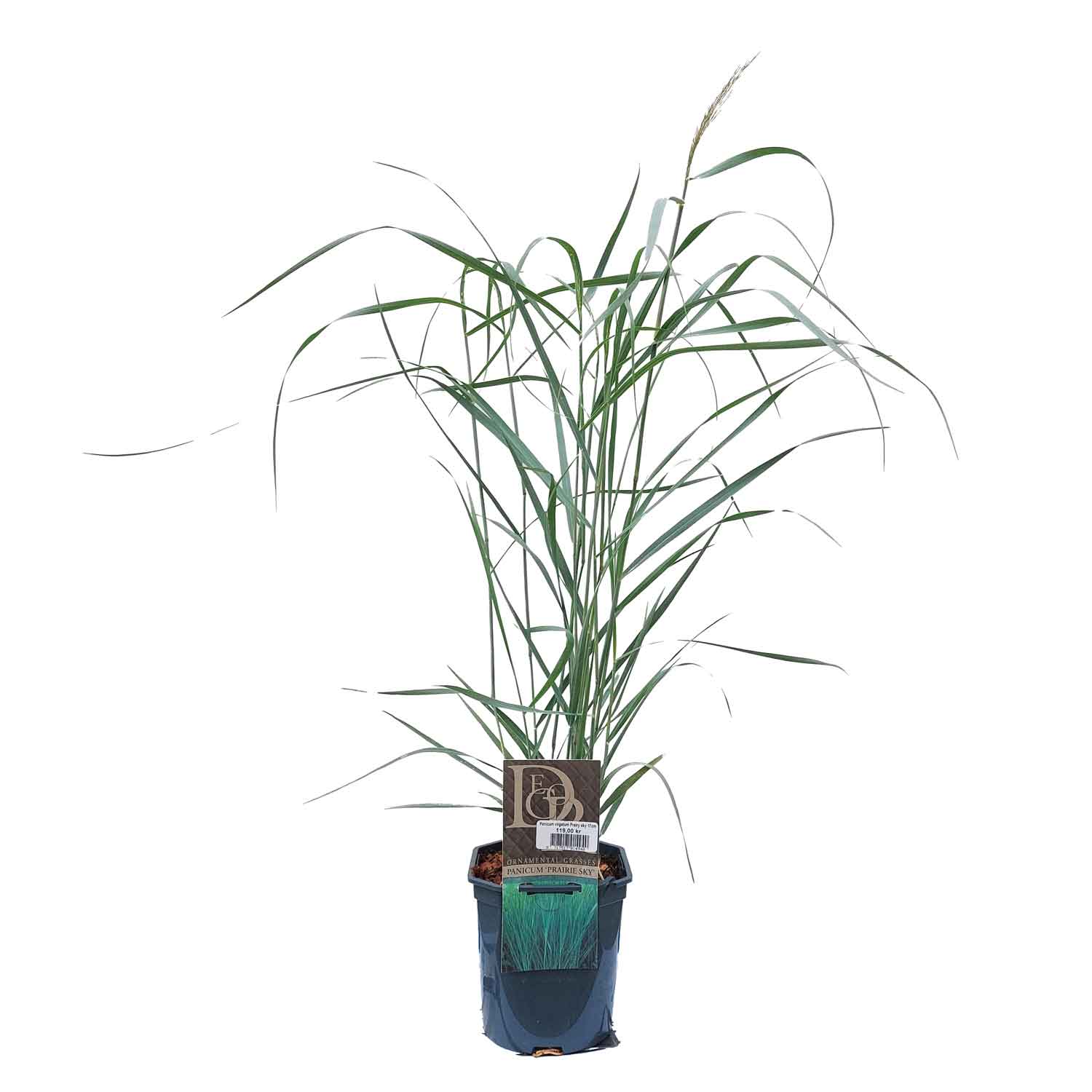 Panicum virgatum Präriemoln 17cm