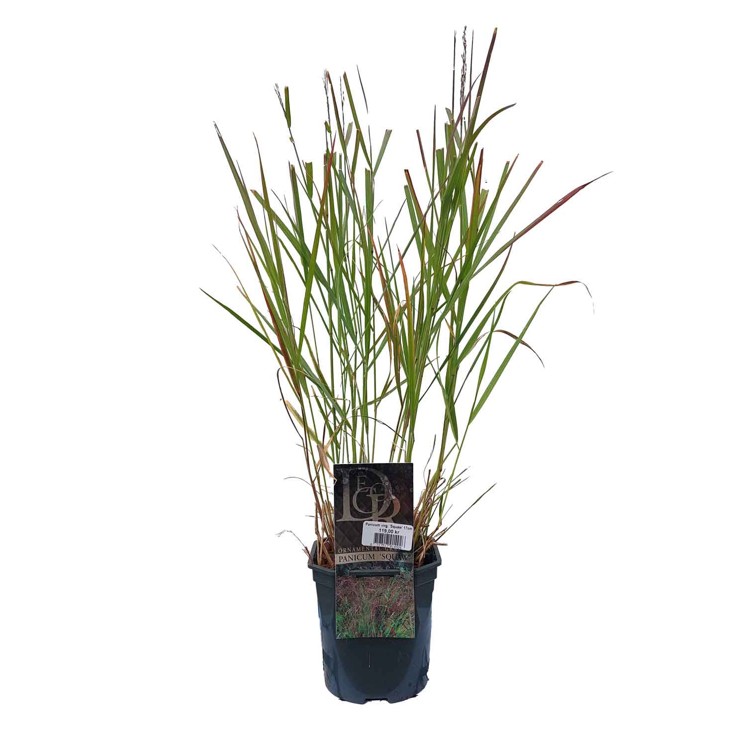 Panicum virg. 'Squaw' 17cm